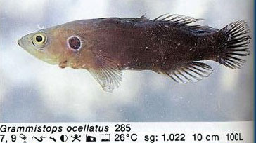 Grammistops ocellatus